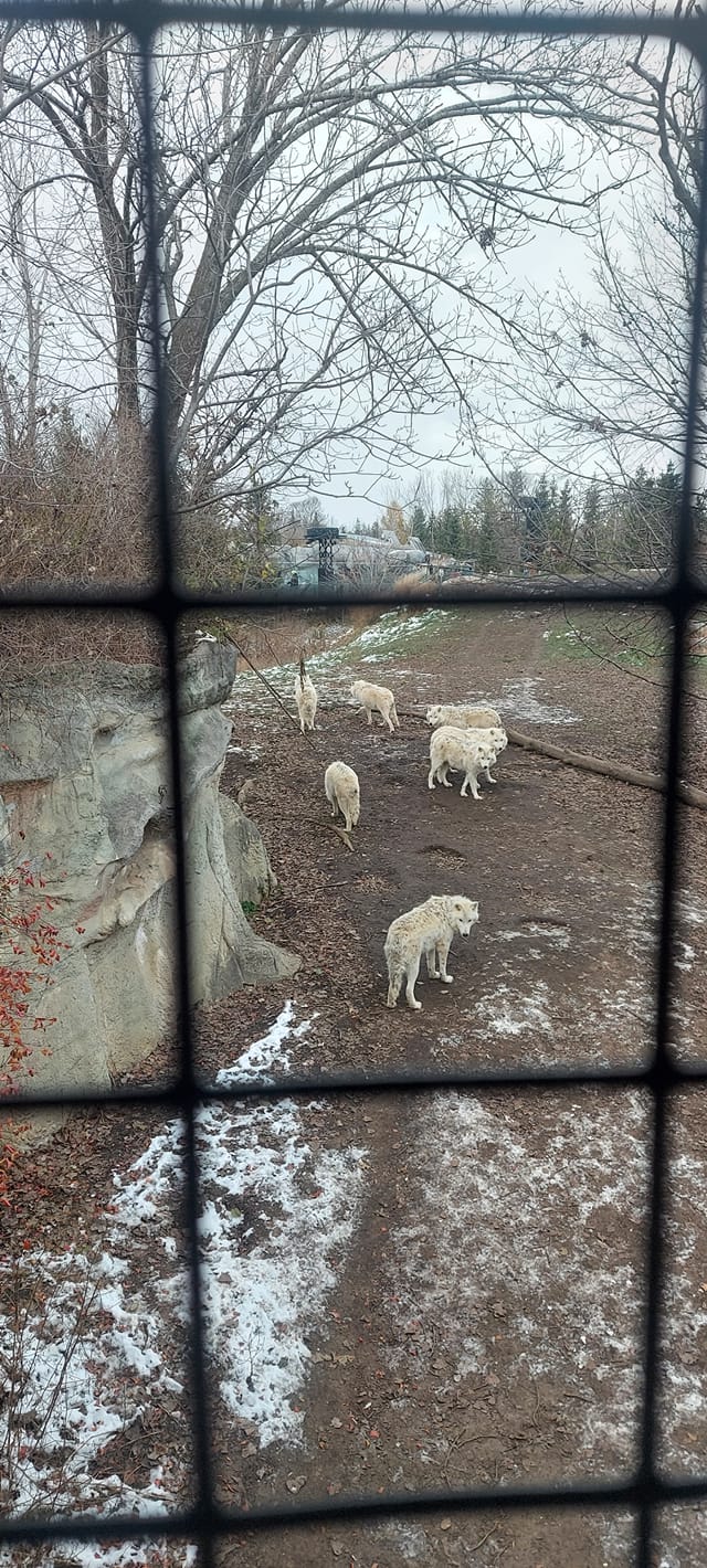 A pack of at least six wolves is visible at one end of their enclosure